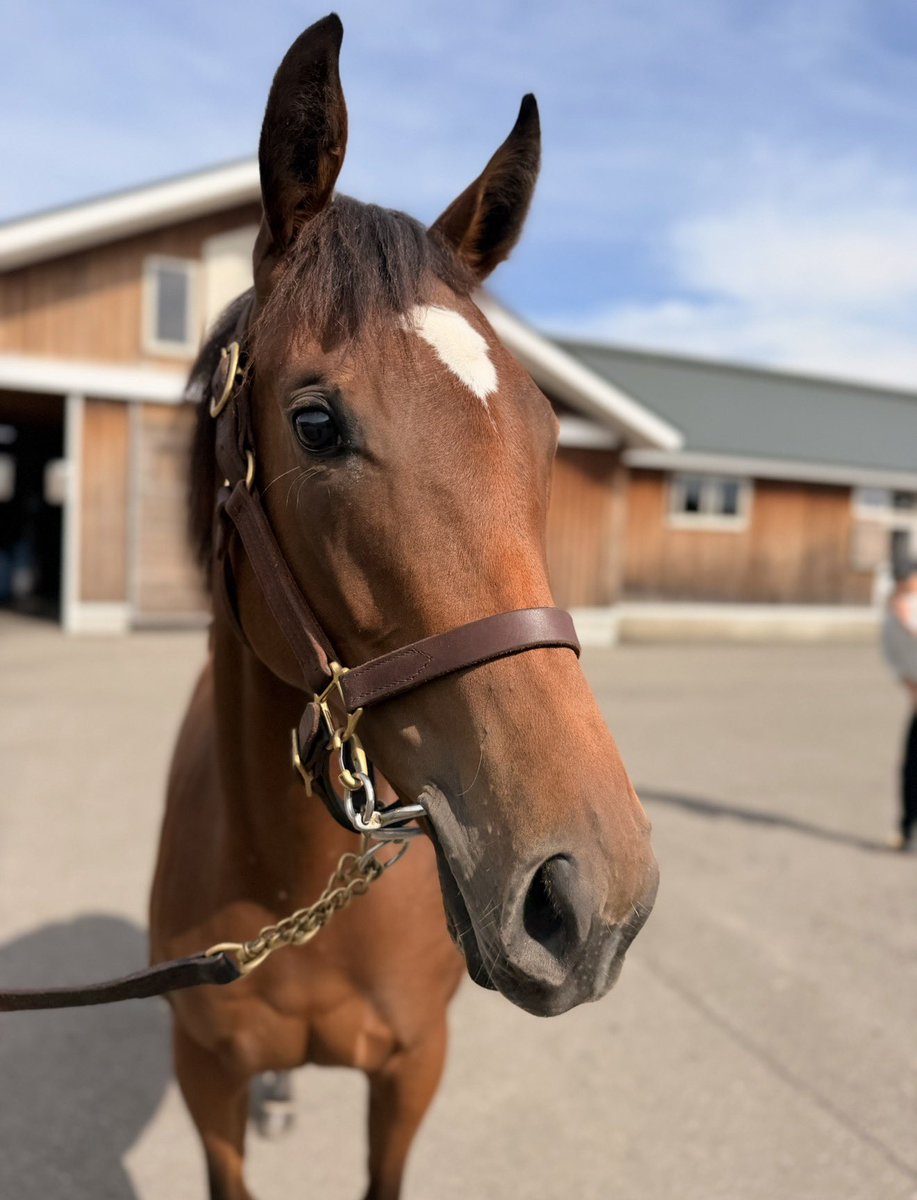 Kitasan Black x Almond Eye yearling filly not yet named She has