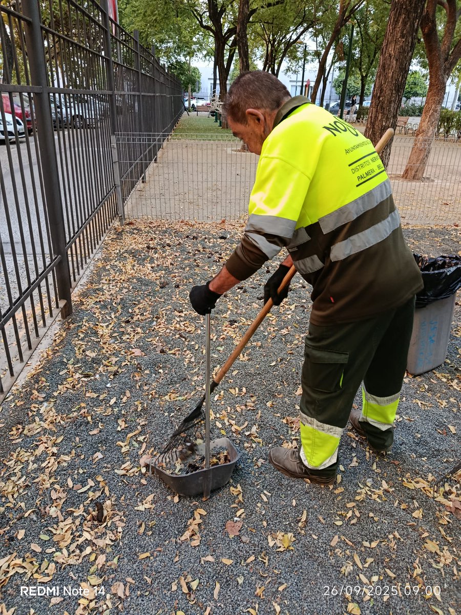 🧹🌿 El equipo de Parques y Jardines sigue cuidando los espacios verdes de #Nervión.

Esta semana se ha trabajado en: 📍 La Buhaira
📍 Blanco White
📍 La Ranilla
📍 San Bernardo
#AyuntamientodeSevilla