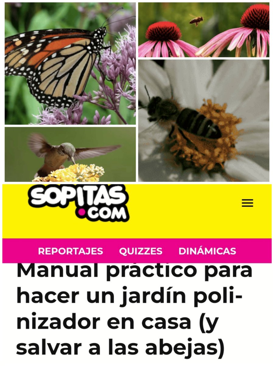 AmaregarDefensoraAnimalista, EcoFeminista tweet media