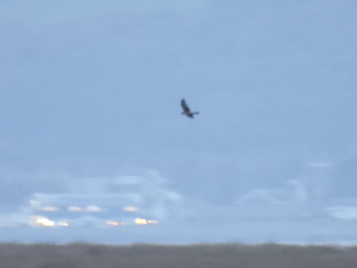 Frank Ryan tweet media