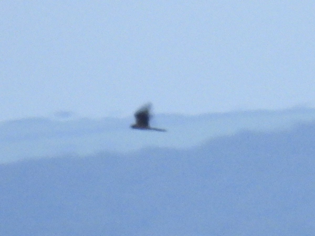 Frank Ryan tweet media