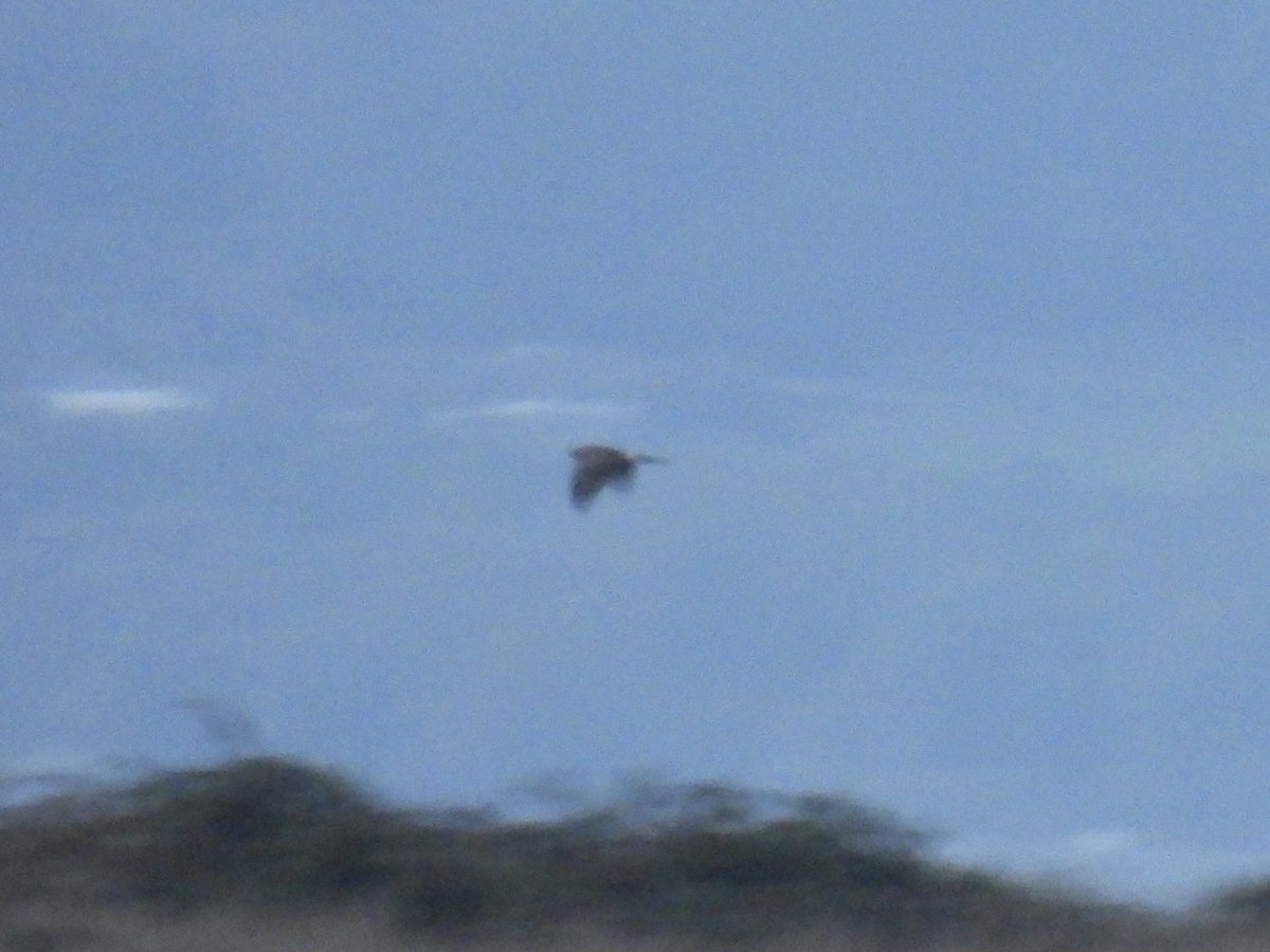 PallidHarrier, ringtail, Llanrhidian Marsh, tonight (v low light pics)