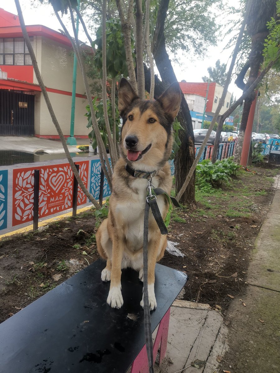 🏃🏻 + 🐶 =♥
#diariodeunGordo
#yoelegicorrer