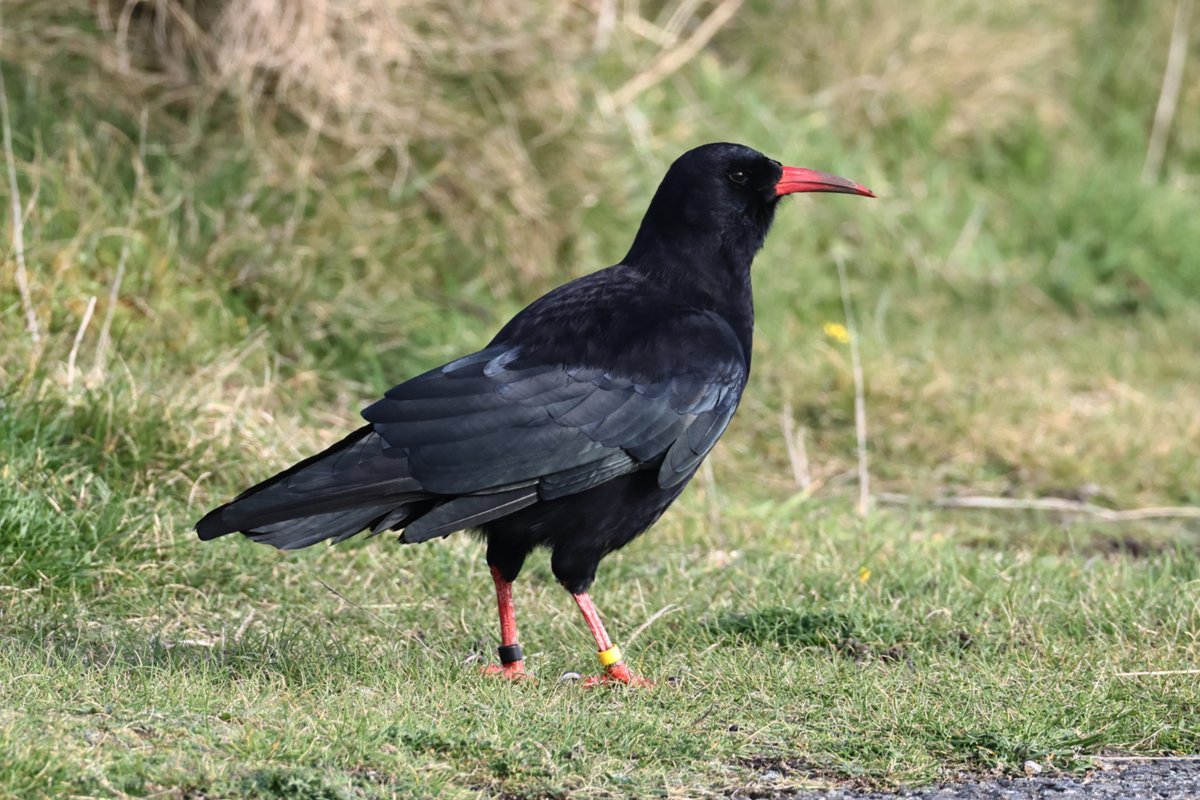 Christopher Teague tweet media