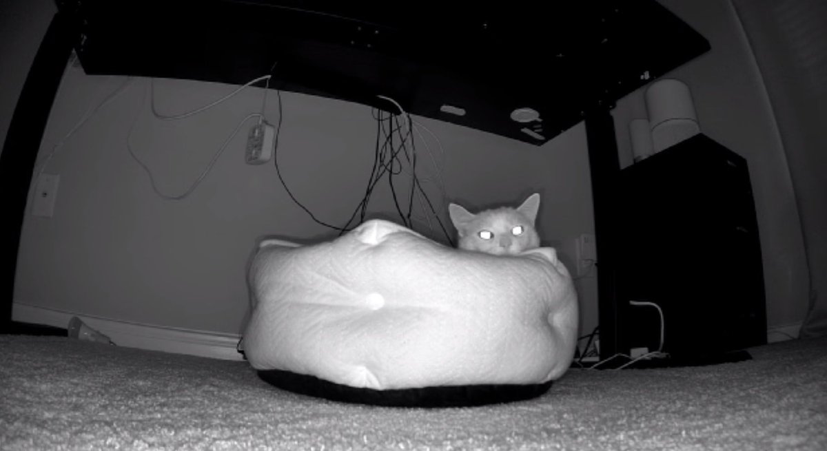 CavemanFilms tweet media