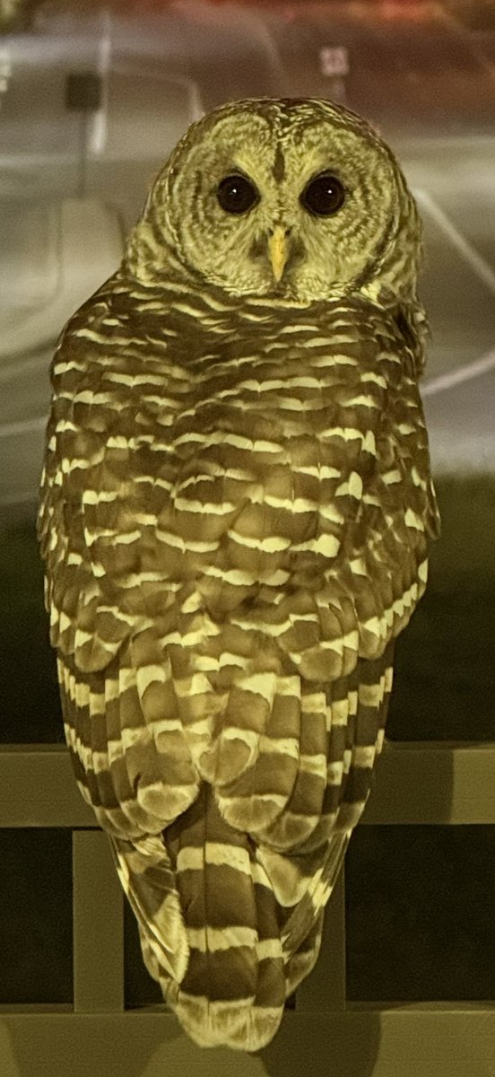 JABarnes1218's tweet image. So I was out making my rounds one night and I crossed paths with this fella. #owl