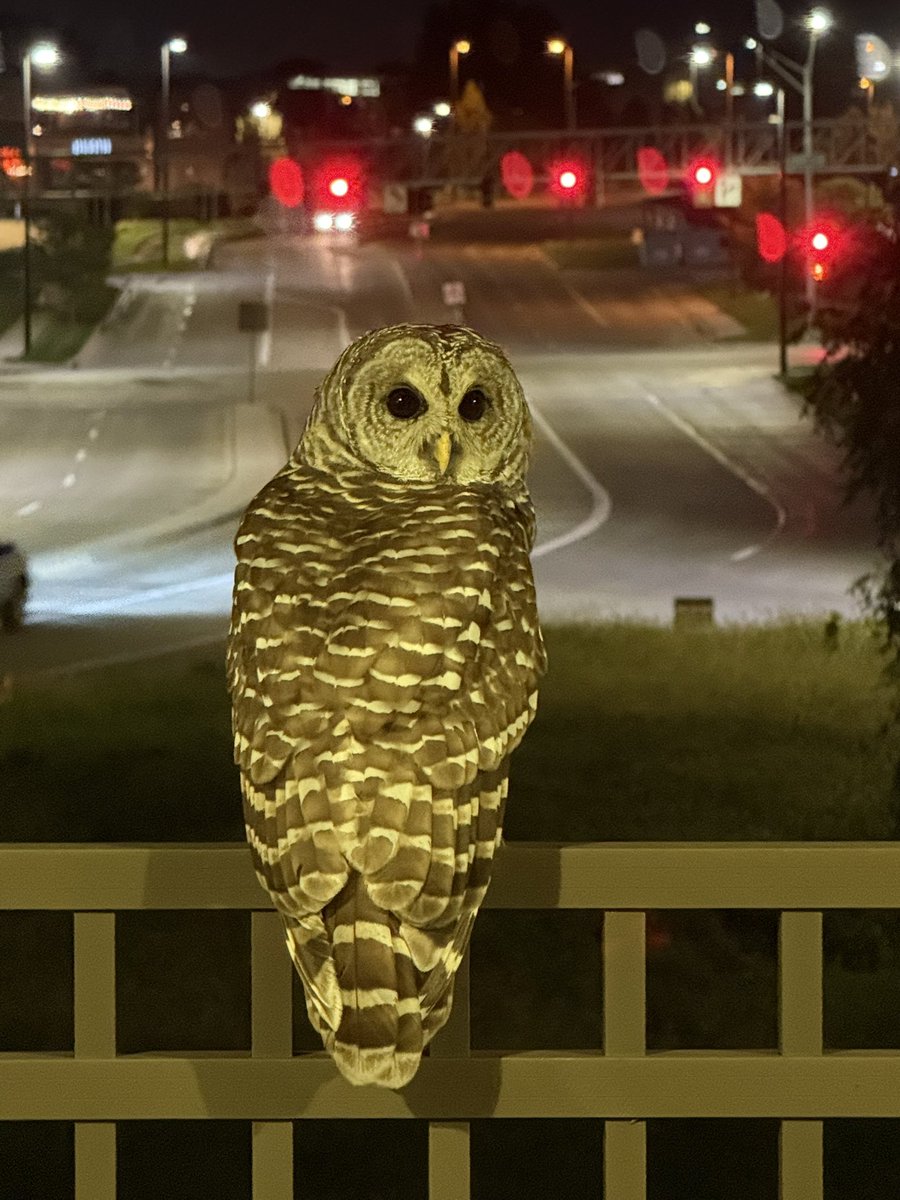 JABarnes1218's tweet image. So I was out making my rounds one night and I crossed paths with this fella. #owl