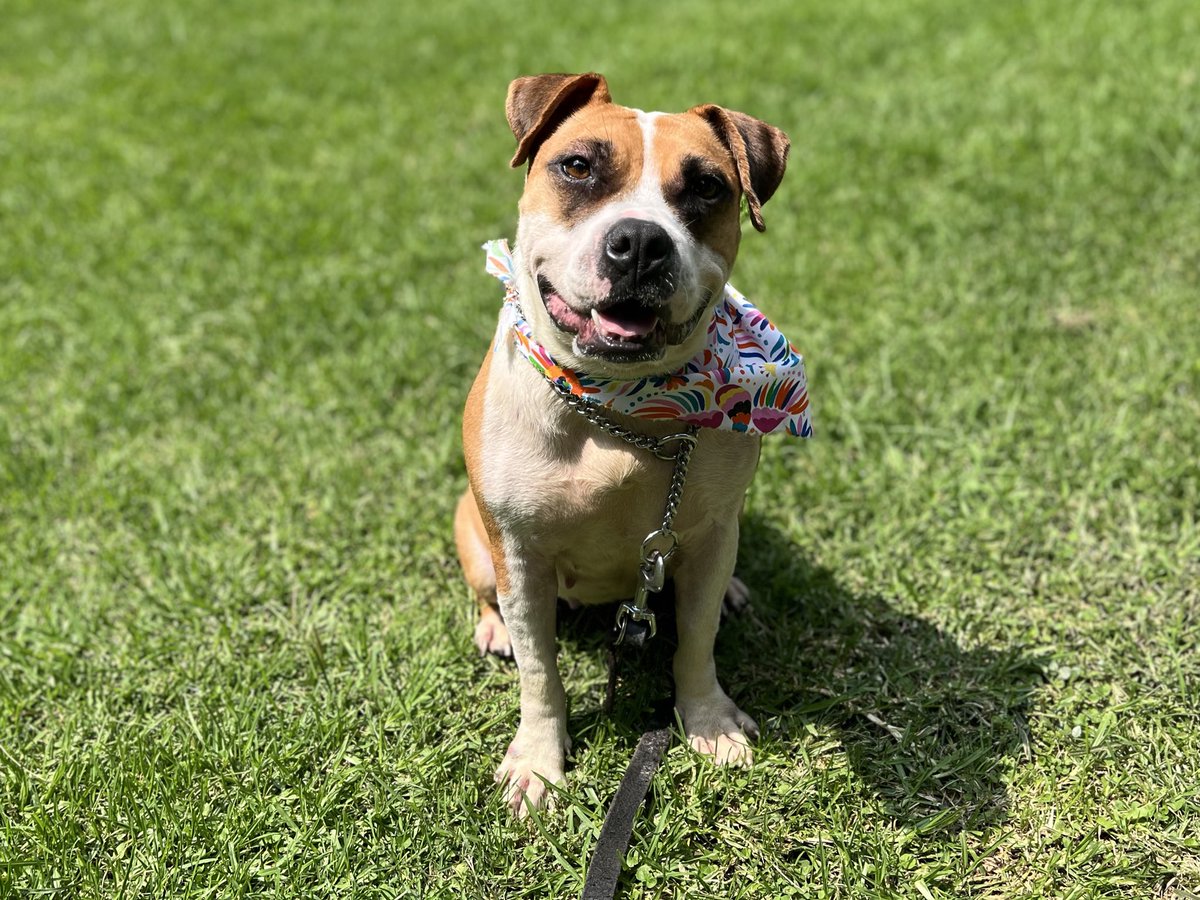 Ella es Bony,y busca una familia que le quiera dar un hogar.🩷

Es súper amorosa,inteligente y le encanta salir a pasear.😍

Dale una oportunidad,estamos en CDMX.