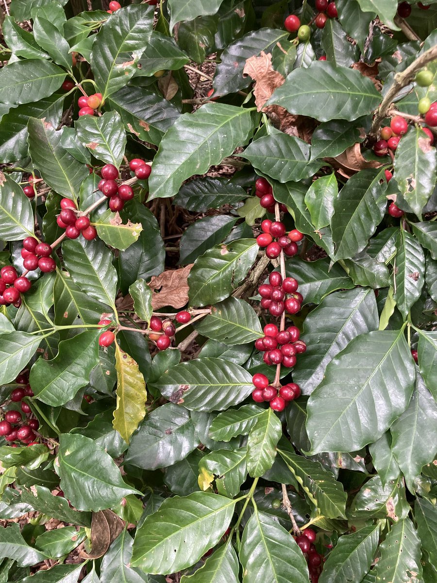 JacintoVallarta's tweet image. El próximo sábado 4 de octubre estaré en el centro de Coyoacán haciendo entregas personales de café tostado. 

Puedes pedir información por mensaje.