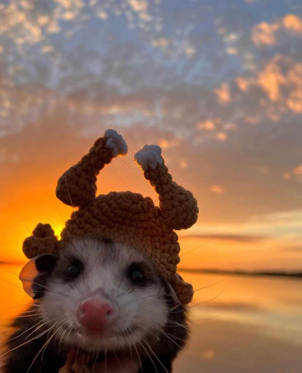 JOIN POSSUM TWITTER (or perish)