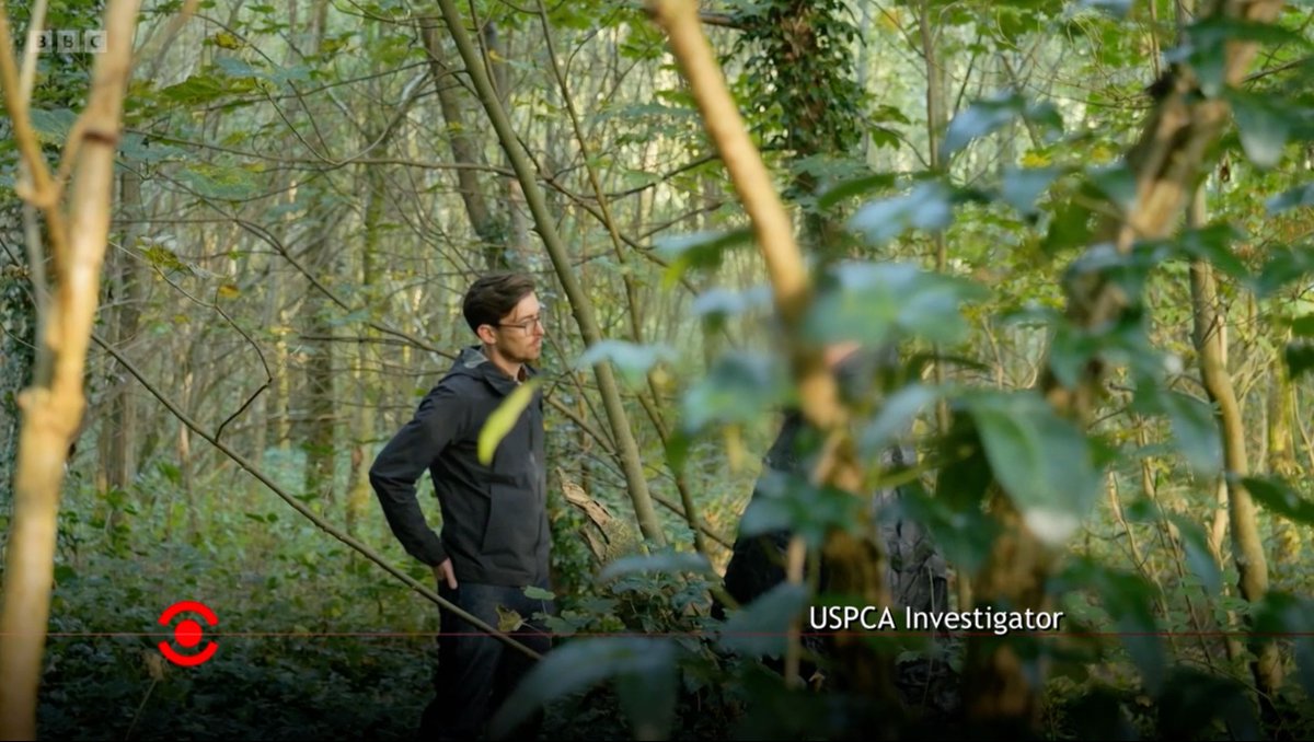 USPCA_Official's tweet photo. 📺 Tonight on BBC One NI

BBC Spotlight's 'Dog Fighting: Exposed' airs at 10:40pm. Highlighting the brutal reality of illegal dog fighting in Northern Ireland.

Questions? 👉 https://t.co/Pjkf8LOGcu or email enquiries@uspca.co.uk.

Report animal cruelty: https://t.co/IUQUSaKjEZ https://t.co/k8sHla0PKA