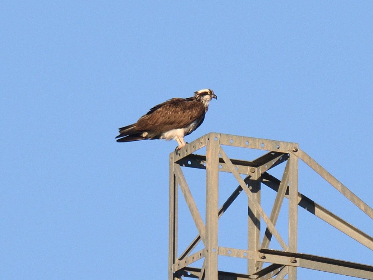 We're now back in the Spanish #Pyrenees in a very remote spot nowhere near a lake or river and have seen lots of migrant birds coming down the valleys over the last 2 days, but really didn't expect to wake to an #Osprey resting on a pylon on the hillside above us this morning