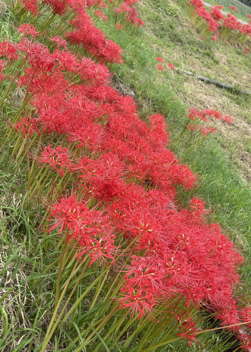 My family was unwell recently, and after they recovered, the illness seems to have passed to me. I have a fever with chills, and it’s hard to get my body and mind to work for my art. In Japan, red spider lilies bloom as the season suddenly turns cold. Please take care, everyone.