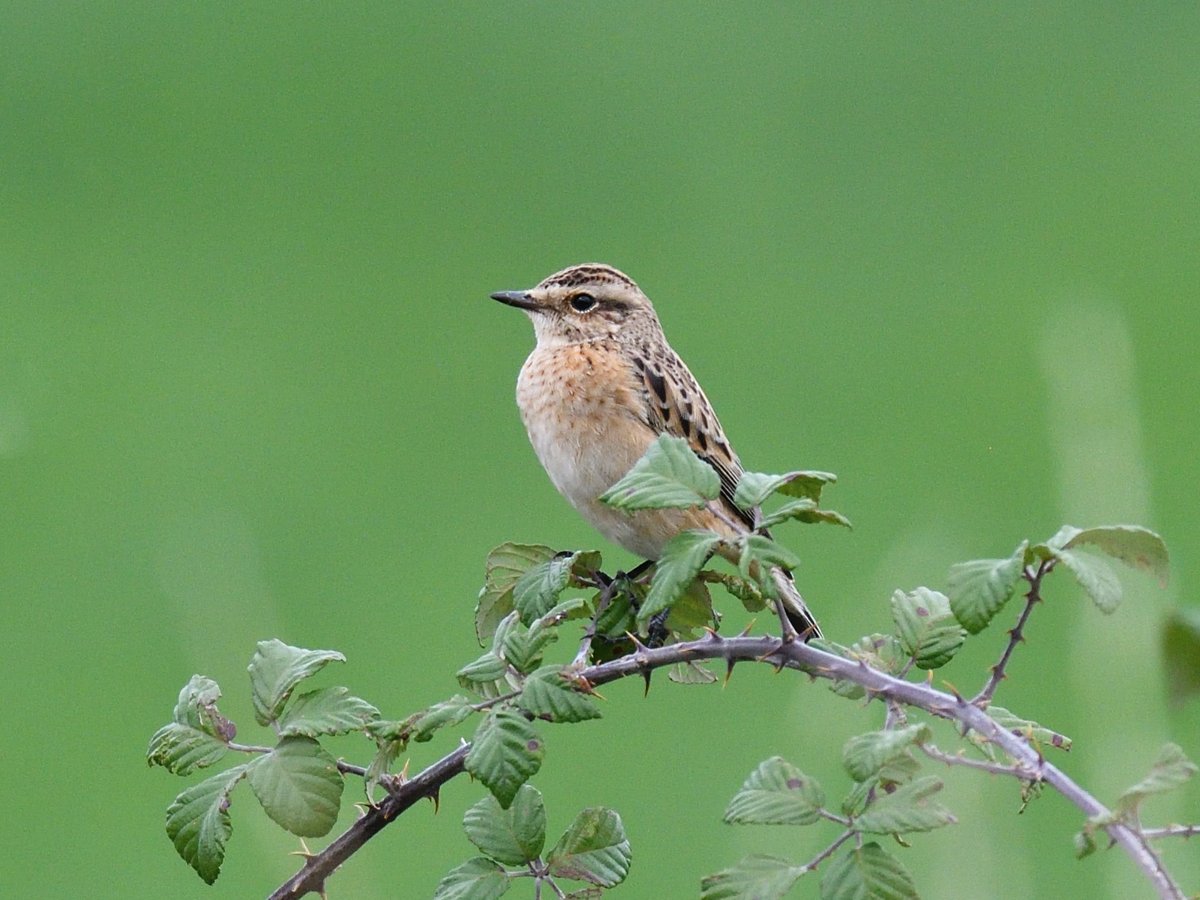 Lots of Redstarts, Whinchats, Tree pipits, Yellow wagtails, Wheatear and thousands of hirundines coming down the valleys Spanish #Pyrenees