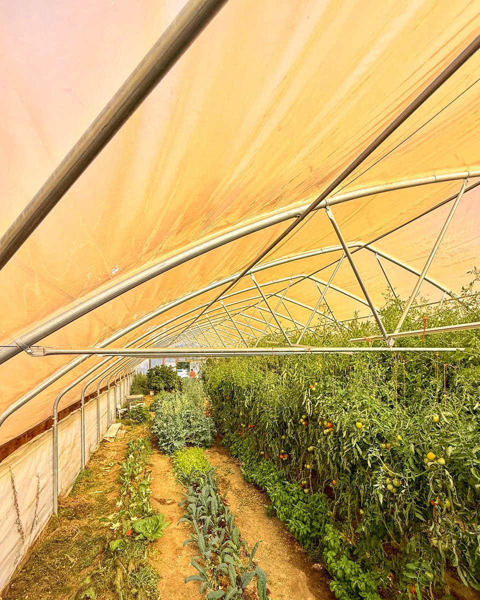 UbiGro's tweet photo. We're proud to welcome La Capilla Hops Farm in Santa Fe to the UbiGro family. Their new UbiGro Cover installation isn't just for their hops plants... it also optimizes sunlight for their diverse range of organically grown vegetables, fruits, and flowers! https://t.co/mmwWcVOvS4