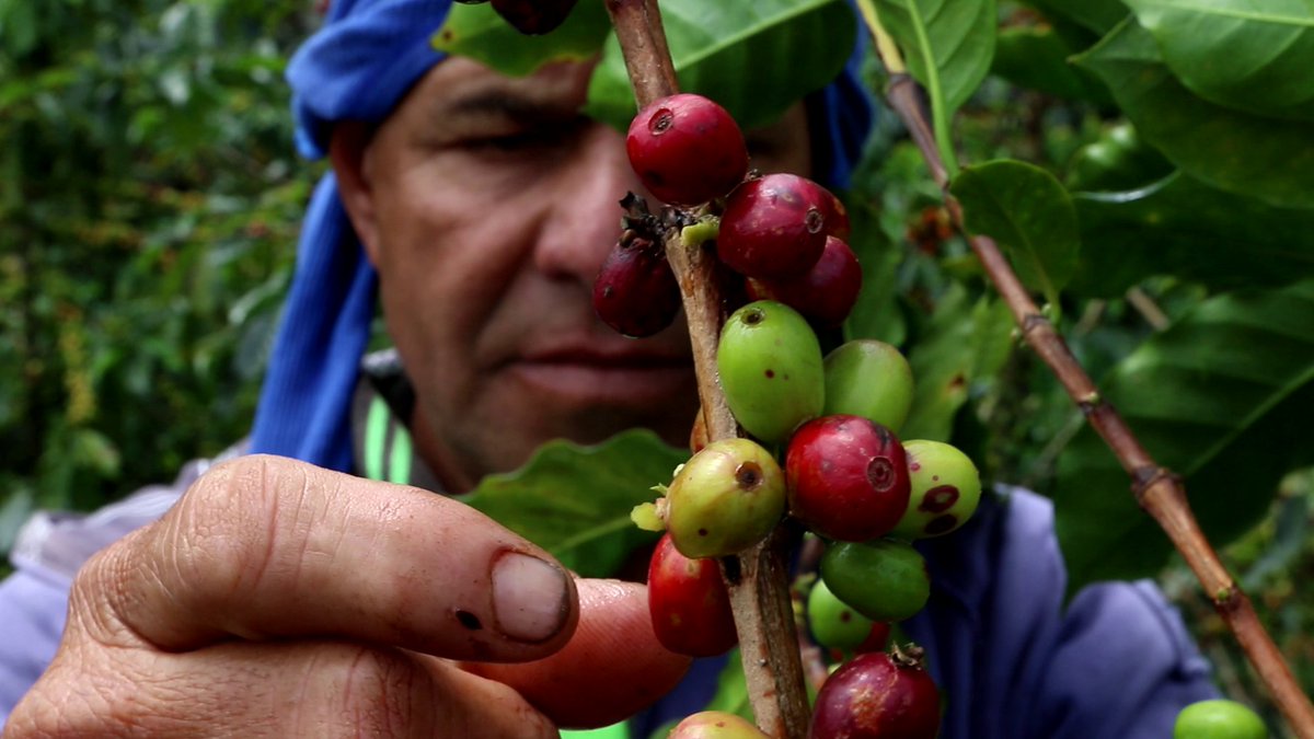 Para millones de agricultores🧑‍🌾👩‍🌾 de las zonas más pobres del mundo, el café representa una valiosa fuente de ingresos y sustento.

Unámonos para apoyar a estos #FoodHeroes y no dejar a nadie atrás.

#MejorProducción #MejorAmbiente #UnaVidaMejor

#CoffeeDay