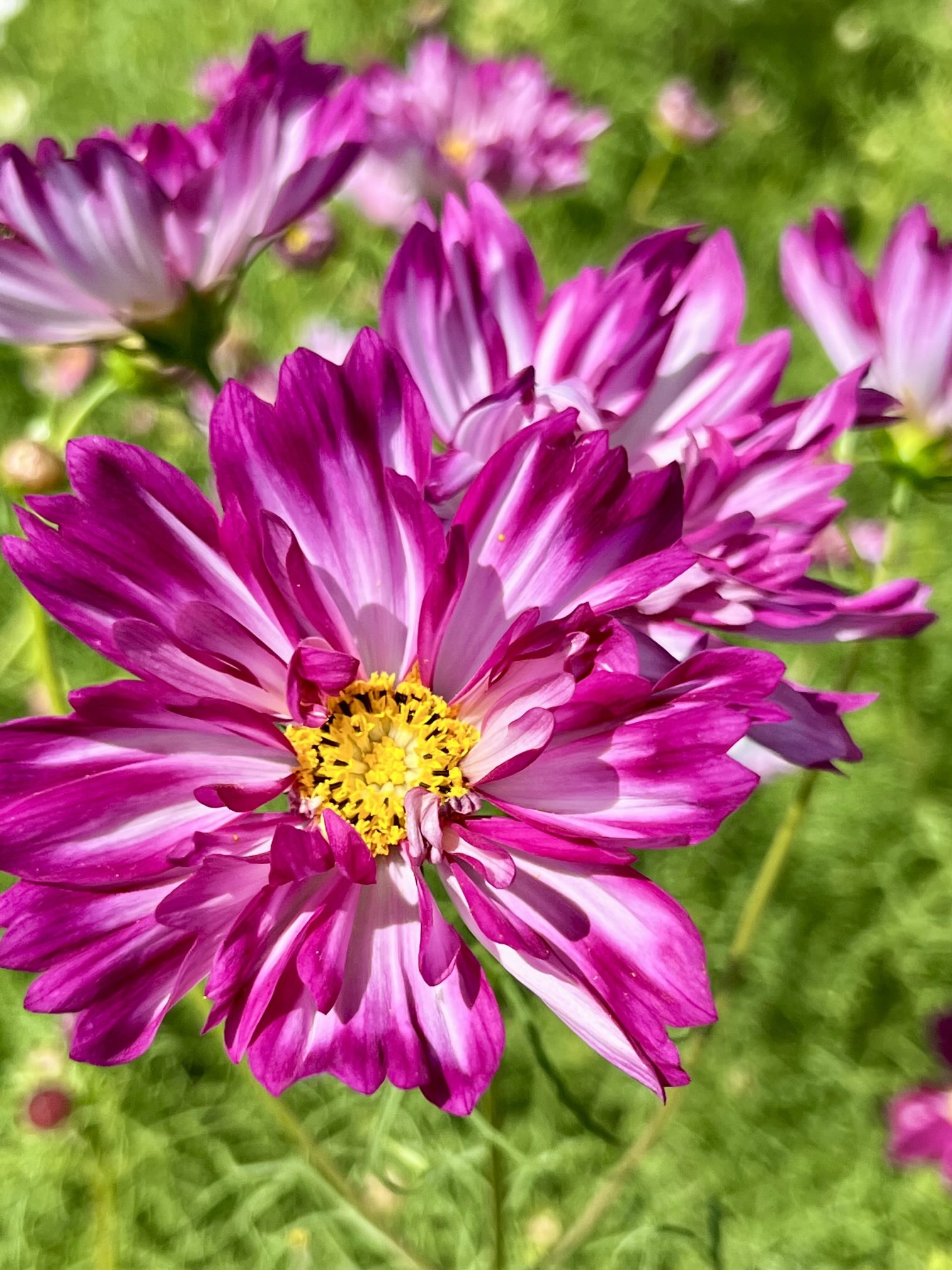 🌻🌻ひまわり🌻🌻 on X: 