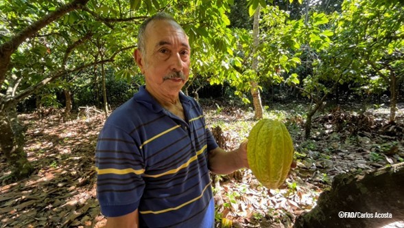 El 1 de octubre se celebra el #DíaNacionalDelCacao, con el propósito de promover el desarrollo de una economía sostenible y reconocer la labor de agricultores🧑‍🌾. Vidal Díaz, con el <a href="/FAO/">Food and Agriculture Organization</a>, reactivó la producción de cacao 🌱en Cepe, estado Aragua 🇻🇪.

Más ➡️acortar.link/JWQlxK