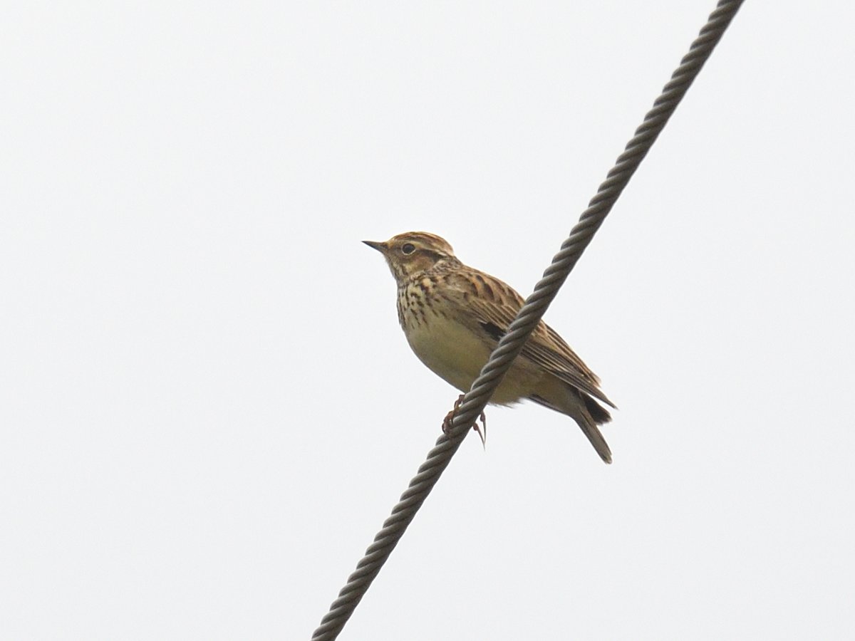 And we're surrounded by singing #Woodlarks on power lines #Pyrenees
