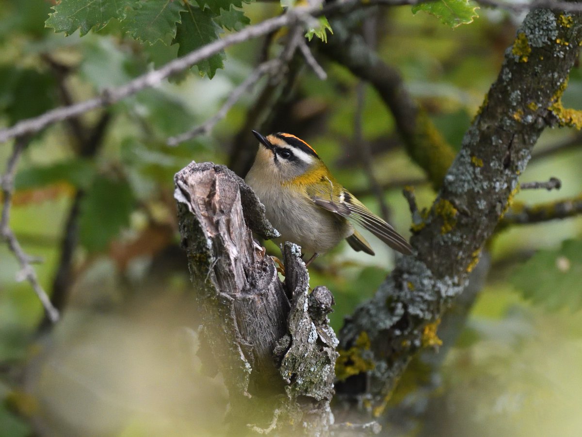 Bit of an influx of #Firecrests yesterday too Spanish #Pyrenees