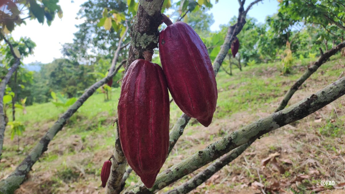 #PaisajesAndinos En el corazón de los Andes🏔️, impulsamos el cacao fino de aroma bajo Sistemas Agroforestales (SAF) . Una estrategia clave para aumentar la productividad, y a la vez conservar la biodiversidad y restaurar paisajes.

#DíaNacionalDelCacao #MejorAmbiente