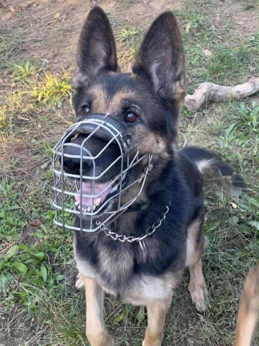 🆘 Casey hledá dočasku! 

Kříženka NO, očkovaná, čipovaná.
Náročnější povaha – potřebuje trpělivost a jasná pravidla.
Ne k dětem a zvířatům!

📍 Brno, převoz zajistíme
💛 náklady hradí spolek

👉 Chceš dát Casey šanci?
📩 pesnejvernejsipritel@seznam.cz
📞 608 203 741