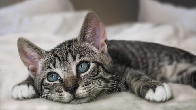 marillion13's tweet photo. SIGN PETITION: He Threw Four Helpless Kittens Against Walls to Kill Them, Says a Human is Next, then share. I post on X & Bluesky.
And #FCKX, I´m almost 55 yet, no need to restrict any tweets for me.
https://t.co/YCEE8Ycitf
@TwitterDE https://t.co/zNQDNKrttQ
