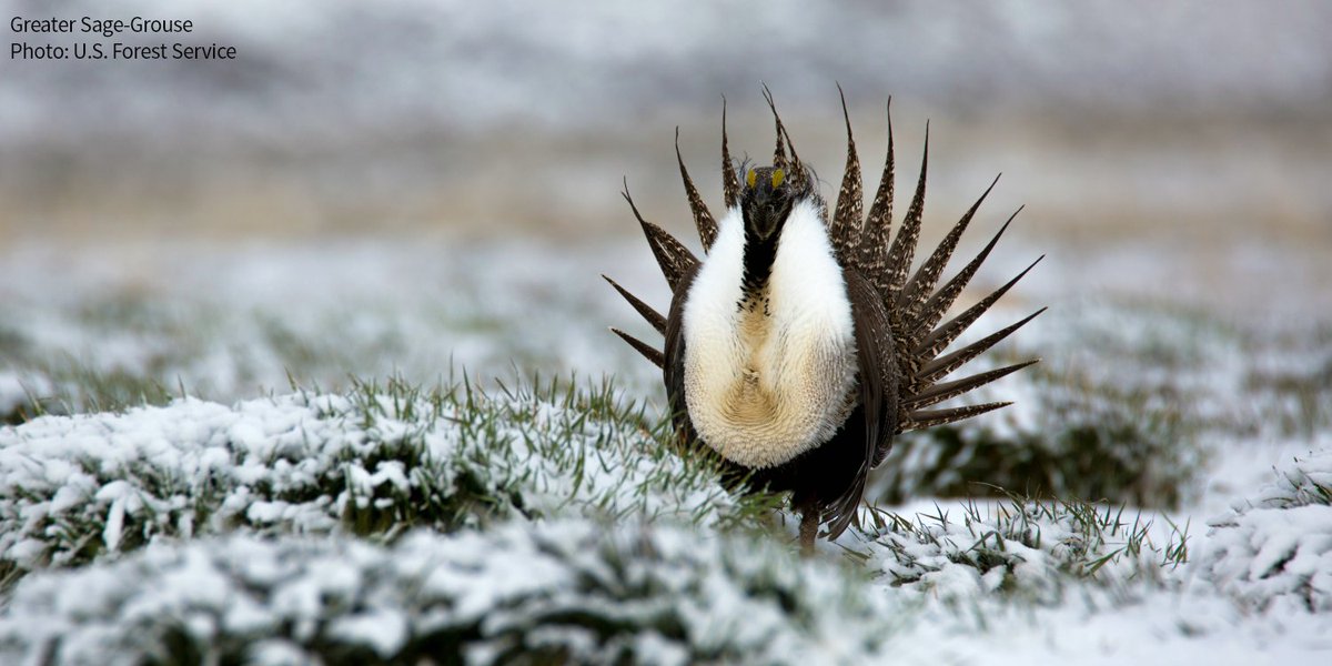 ACT NOW! With their global population down 80% since 1965, Greater Sage-Grouse are indicators of the sagebrush steppe ecosystem's health—It’s clear help is needed. Urge <a href="/BLMNational/">Bureau of Land Management - National</a> to implement science-based management to protect the Greater Sage-Grouse. bit.ly/4pTamlA