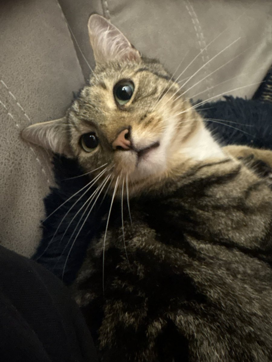 NotThatAlan's tweet image. Sometimes social media should be used for pictures of your cat ❤️