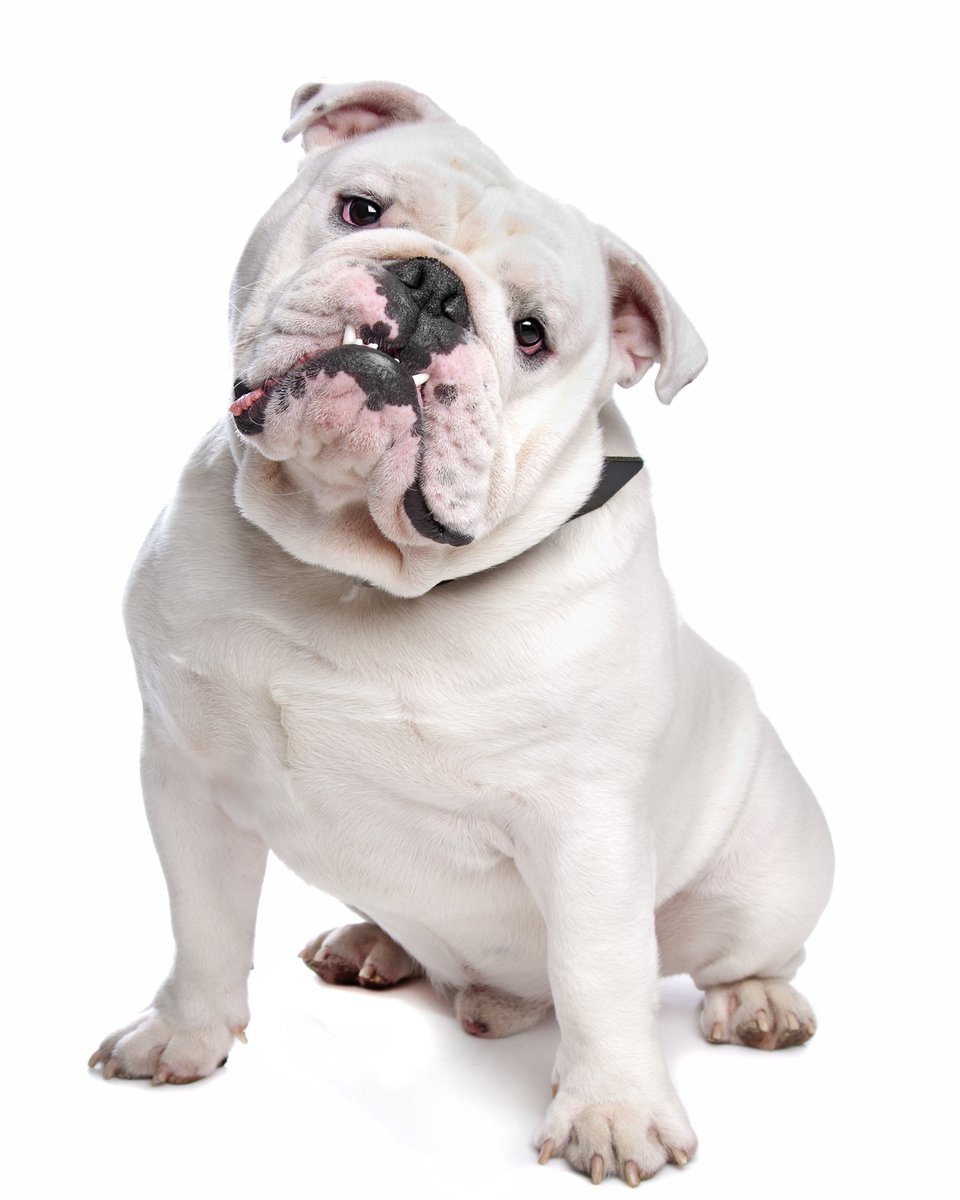 thesopawsome's tweet image. Trying to get my bulldog to move from the couch is a full-time job. 🛋️😂 #BulldogStruggle #CouchLife #BulldogProblems #FunnyDogs #BulldogGram