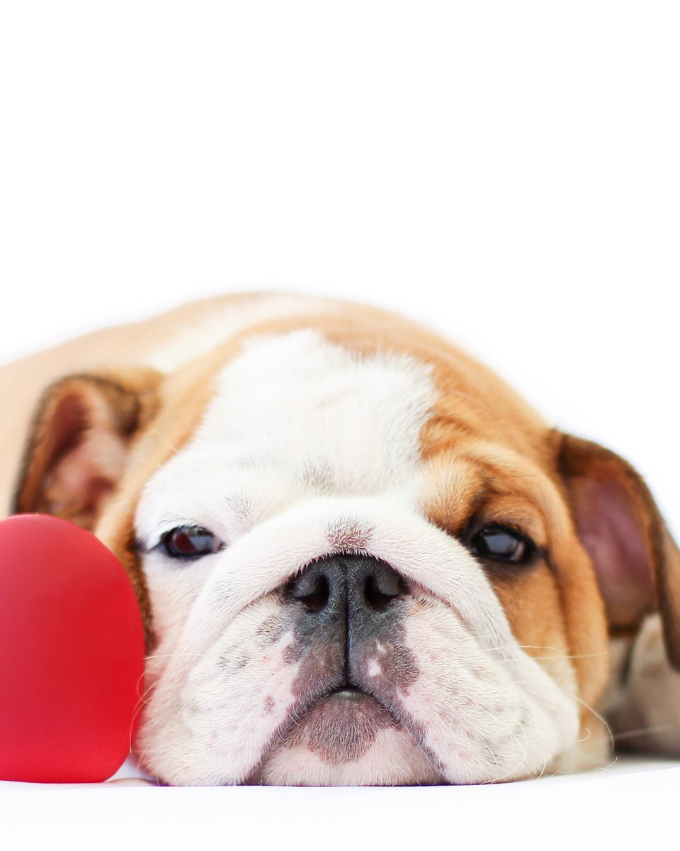 thesopawsome's tweet image. Trying to get my bulldog to move from the couch is a full-time job. 🛋️😂 #BulldogStruggle #CouchLife #BulldogProblems #FunnyDogs #BulldogGram