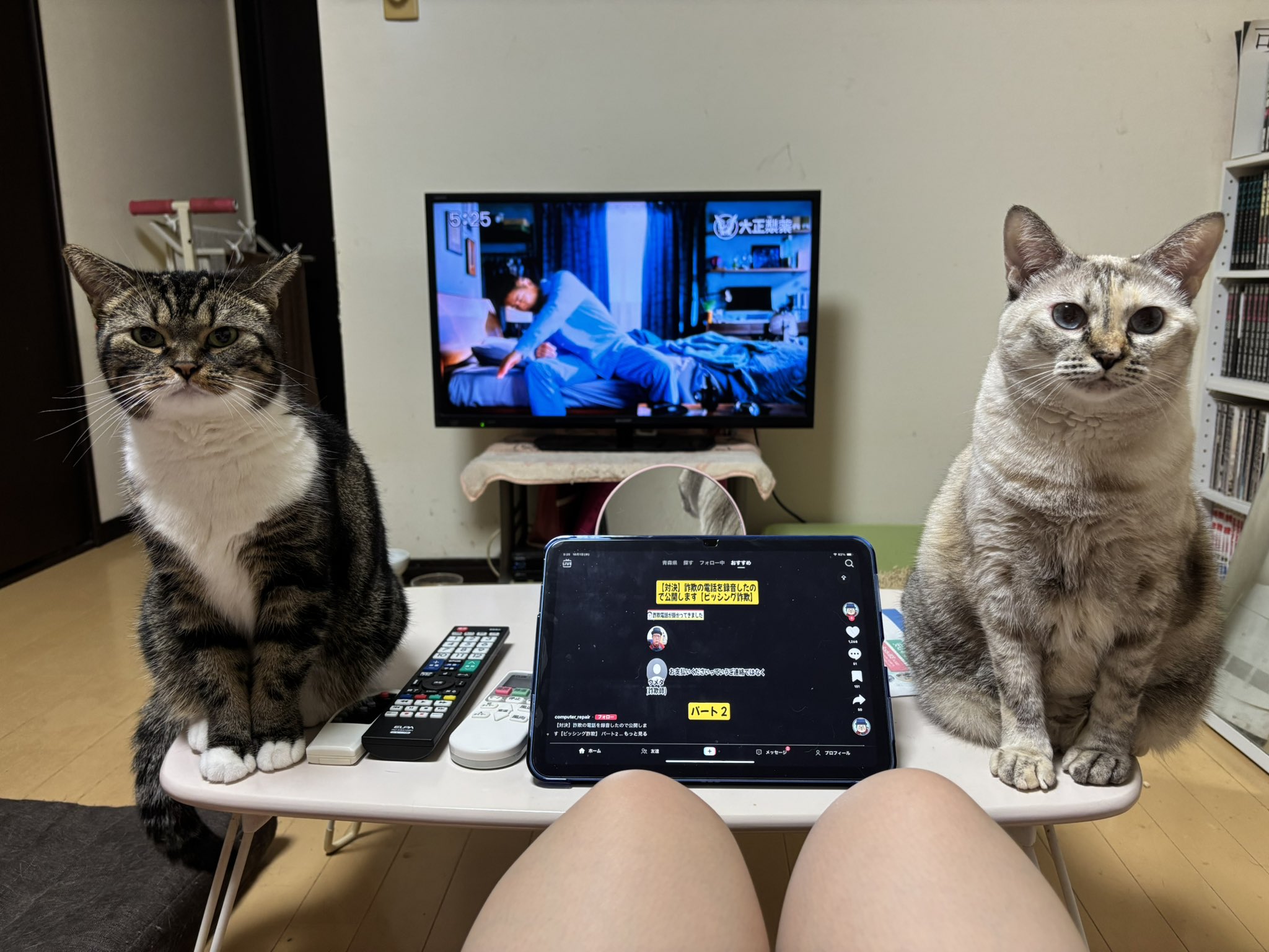 にゃみ マルコ 71WWM-SYfdL._UF350,350_QL50_.jpg