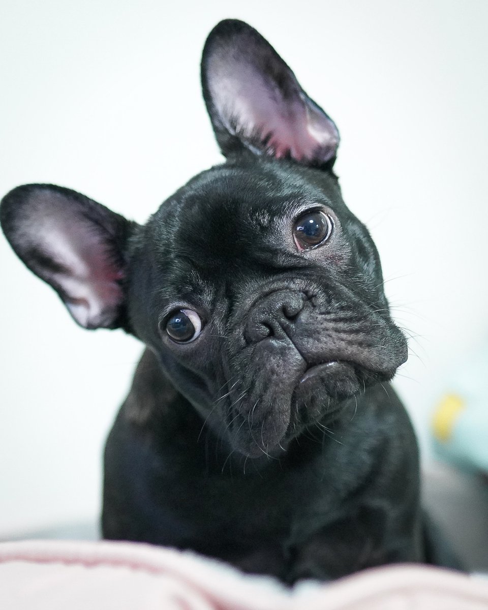 thesopawsome's tweet image. Trying to get my bulldog to move from the couch is a full-time job. 🛋️😂 #BulldogStruggle #CouchLife #BulldogProblems #FunnyDogs #BulldogGram