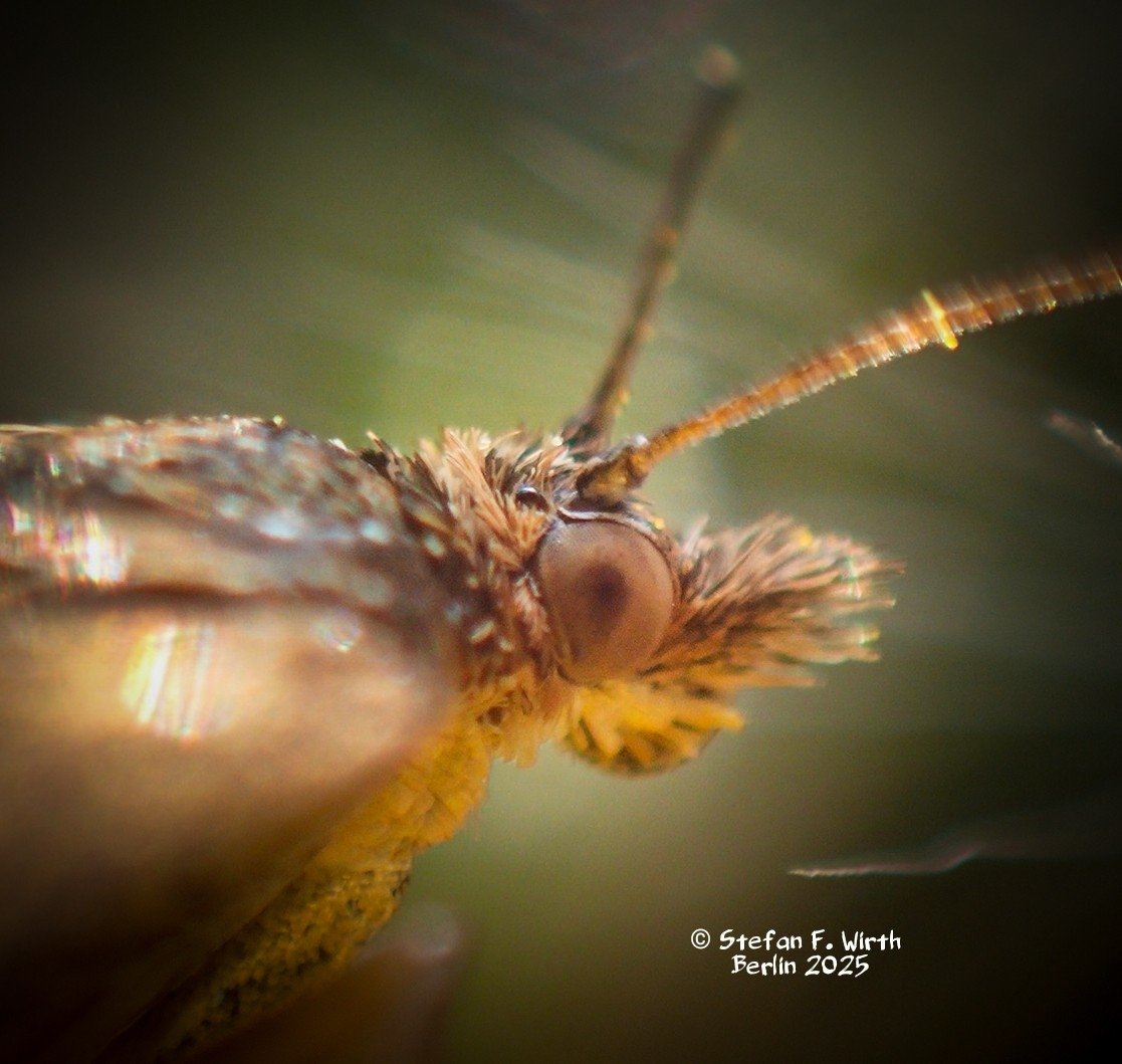 wirthstef's tweet photo. Please like my new YouTube #video, which shows interesting #interactions between #arthropods on a #dandelion #inflorescence:
https://t.co/vl1pkclz5K

It's about a #phoretic #mite that is persistently waiting on an inflorescence for a #transport opportunity. #Phoresy, also known as #phoresis, is a life-style strategy in which a smaller organism relies on being transported by a larger organism to #travel from one #habitat to the next. This strategy occurs in various #mitetaxa, including the #Mesostigmata, the Trombidiformes, the paraphyletic Oribatida, and the #Astigmata.
The mite featured in my video belongs to the Mesostigmata and extends the phoretic strategy by relying on leaving a host and essentially waiting at a #transferstation for a new opportunity to get on another host.

The dandelion inflorescence can be a #complexhabitat with astonishing #biodiversity. Arthropods such as insects are particularly common. Some species remain there permanently, feeding on the petals and reproducing there; others are only brief visitors seeking #nectar and pollen.
At the end of April 2025, I noticed that dandelions were predominantly #blooming in a dry #meadow in the Rehberge #urbanpark in #Berlin. The #moth #Pyrausta #despicata was often seen on the inflorescences, feeding on nectar.
I originally wanted to document this with video shots from many #closeup #perspectives. However, I was unexpectedly confronted with interactions between three different arthropods, which I documented in my video.
A mite of the #Parasitidae (Mesostigmata), possibly of the genus #Parasitellus, initially waited motionless at the edge of the inflorescence before seemingly launching an attack against the significantly larger moth. The moth reacted to the touch with a sudden, abrupt recoil.

What was the mite doing there and why did it attack the moth? The apparent attack was in reality the mite testing the moth to see if it could be a suitable carrier. With hair-like sensory organs on its legs, the mite quickly recognized that the moth was unsuitable as a carrier. This is because mites of the Parasitidae (Mesostigmata), in particular the genus Parasitellus, use the inflorescence as a transfer station from one carrier to the next. This strategy is called phoresy and was closer explained abive. Mites of the genus Parasitellus normally live in bumblebee nests. To spread from nest to nest, bumblebees are used as carriers. Since the same bumblebee will always fly to its own nest, the mite descends while its carrier visits a flower and waits there for a new carrier from another nest. 

The moth needs to fear dangerous predators, as it is helplessly exposed while feeding on a flowerhead. For this reason the moth reacts with abrupt evasive maneuvers as soon as it feels touched by another animal. It makes no difference to it whether it is touched by a mite searching for its carrier or by the beetle Olibrus bicolor that accidentally comes too close. Numerous predators use flowers to overpower unsuspecting prey. These include, for example, free hunting crab spiders (Thomisidae) or hornets (Vespidae, Hymenoptera). But that's not all, the moth is also in danger when taking flight from the inflorescence, for example from the orb web of the #spider #Tetragnatha cf. extensa, which can be seen at the beginning of my video #documentation.

The authors J. M. Kolster et al. (2024) investigated the host range of mites of the genus Parasitellus that are associated with wild bees (Apiformes). They used DNA data from the mites, i.a.. to determine their #hostspecificity, which they found to be restricted to bumblebees of the genus #Bombus

©#StefanFWirth, April/September 2025, Berlin

Reference 

J. M. Kolster et al. (2024):
https://t.co/MAYwtZWjw9

Photos:
Video frames of my YouTube Video about a Parasitidae mite on a inflorescence of dandelion:
a) dandelion 
b) Head detail in side view of moth Pyrausta despicata
c) Moth P. despicata 
d) Mite of Parasitidae approaching P. despicata