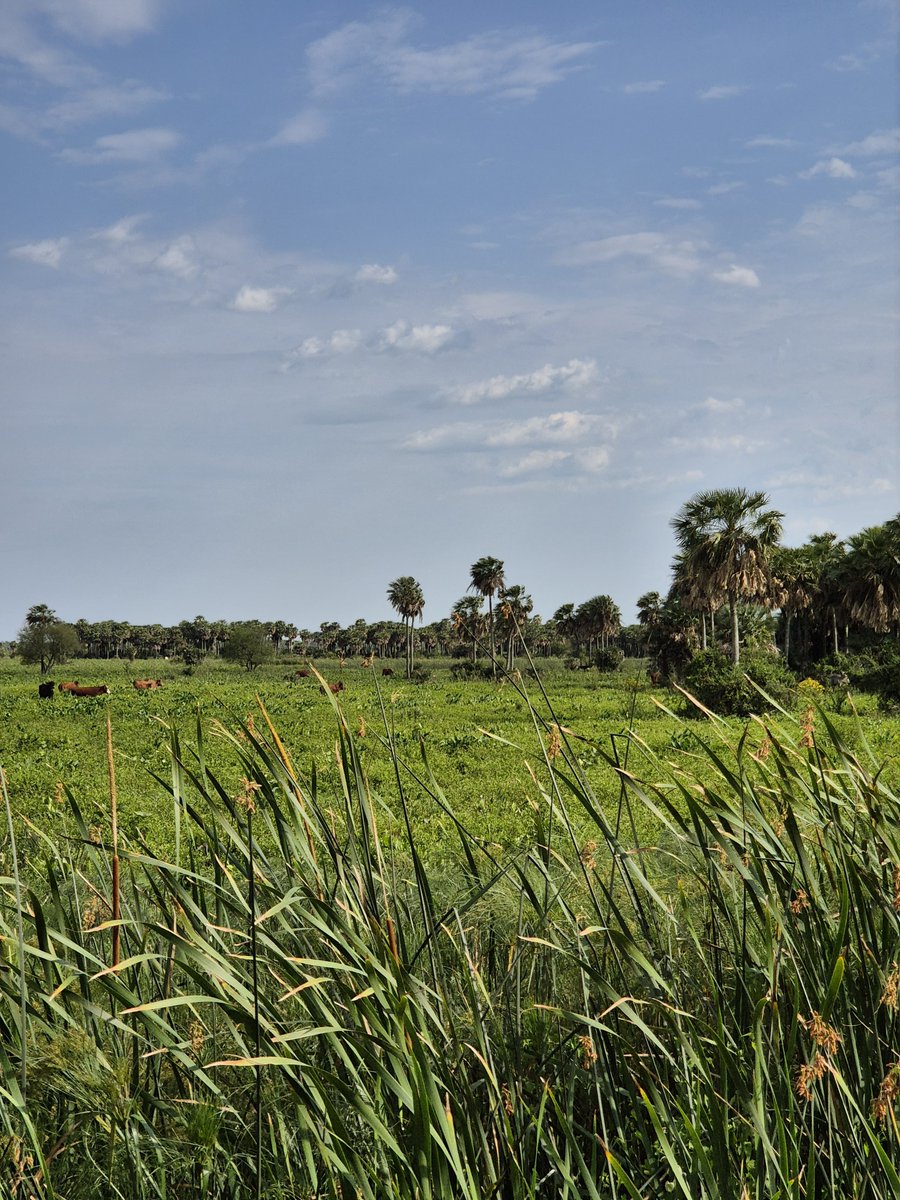📍 Estuvimos en #Chaco relevando palmares 🌴Un recorrido que nos permitió identificar especies, tomar datos de campo y encontrarnos con la riqueza del bosque
🧵👇