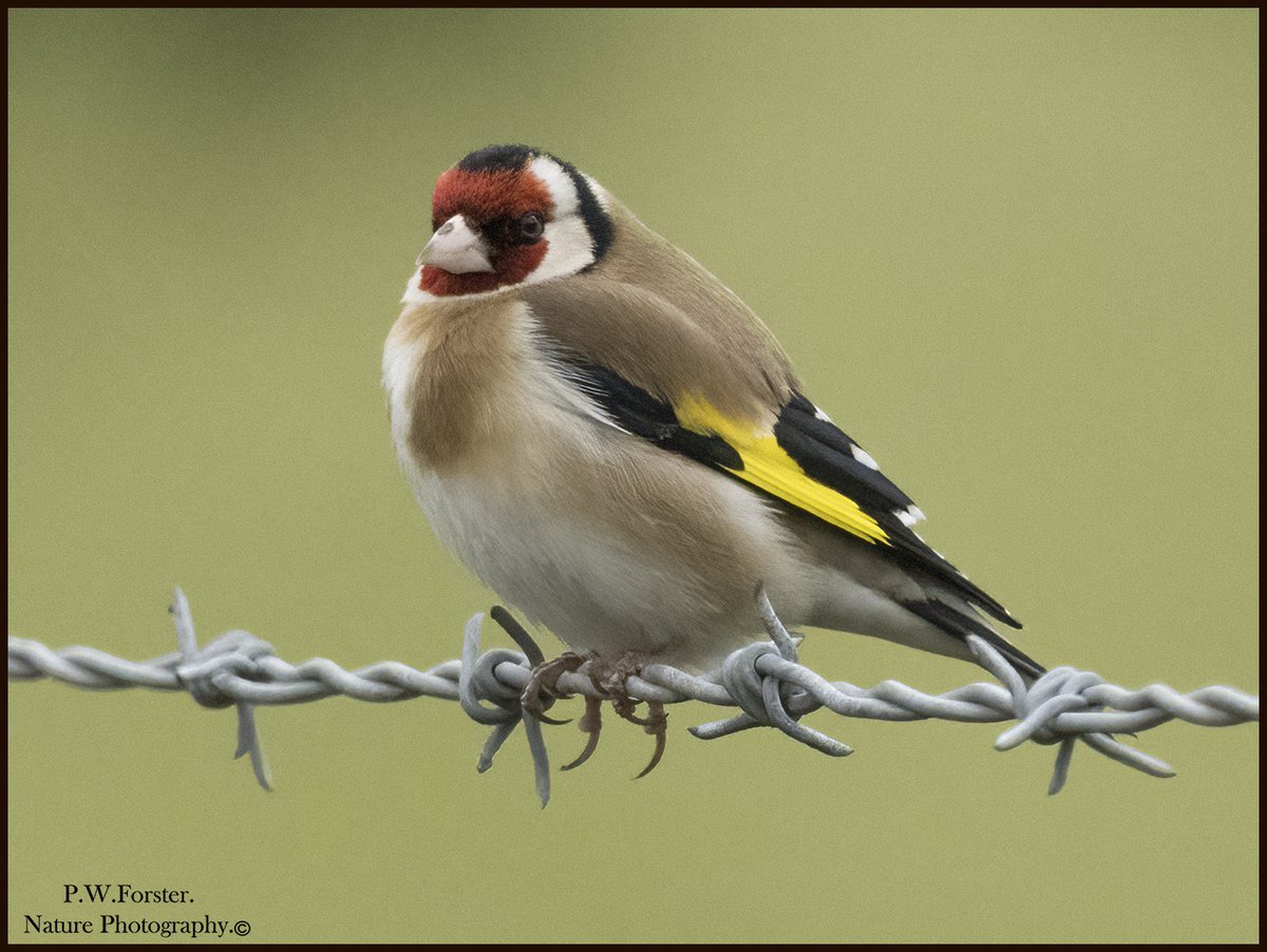 Goldfinch from the Zinc Rd North Gare 
<a href="/teesbirds1/">teesbirds</a>
<a href="/clevelandbirds/">cleveland birds</a>
<a href="/DurhamBirdClub/">Durham Bird Club</a>
<a href="/TeesmouthNNR/">TeesmouthNNR</a>
<a href="/YWT_North/">Yorkshire Wildlife Trust - North Yorkshire</a>
<a href="/YorksWildlife/">Yorkshire Wildlife Trust - follow us on Bluesky 🦋</a>
<a href="/NTBirdClub/">Northumberland & Tyneside Bird Club</a>
<a href="/wildlifemag01/">WildLife Magazine</a>
<a href="/YorkBirding/">York Birding</a>
#Nikon #Birdphotography #finches