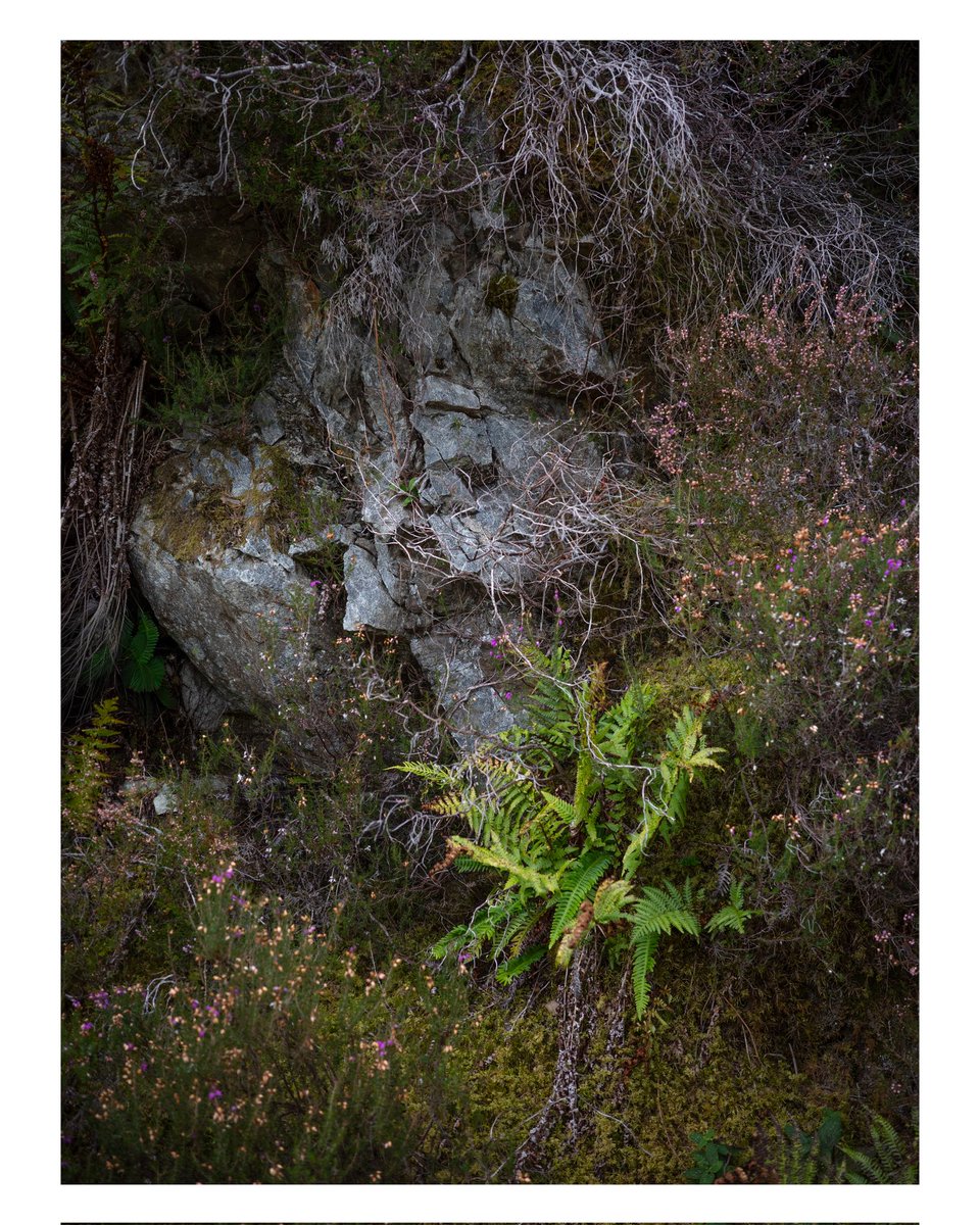 More Autumn textures from Inchree