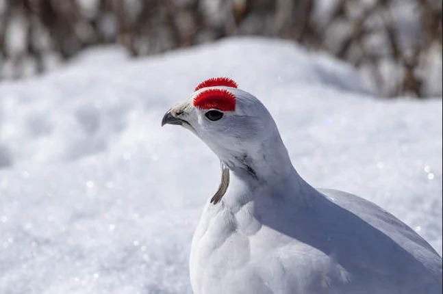 Uptober just got birb-powered — $AWEBO is ready 🐦
LFG 💥