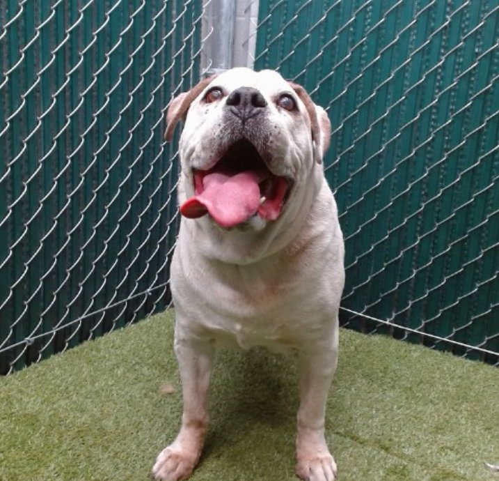mapleveewesem's tweet photo. 🆘🐾🆘 Sadly, 12 yo Boxer DOGG. (73 lb) did not make it out of Downey #California ACC with Frosted Faces yesterday. No info on him yet beyond the basics. If you might foster, please reply here. 🙏
Adoptable too. contact ⬇
#A4926375 https://t.co/1zlNAi3CUa