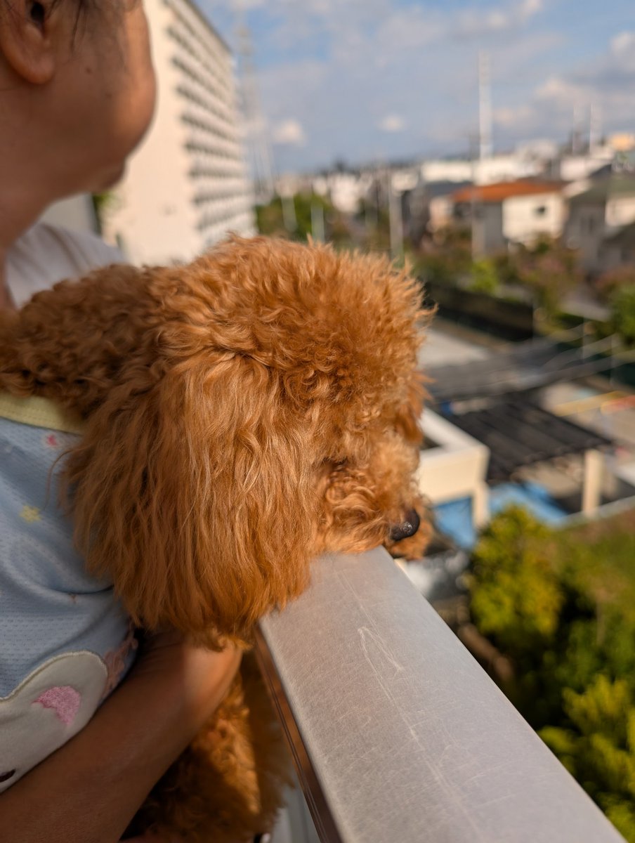 見慣れた風景に抱っこされて毎日見てるここちゃんです
ベランダからの風景はここちゃんにどう映っているのかな？
飽きる事なく見ています