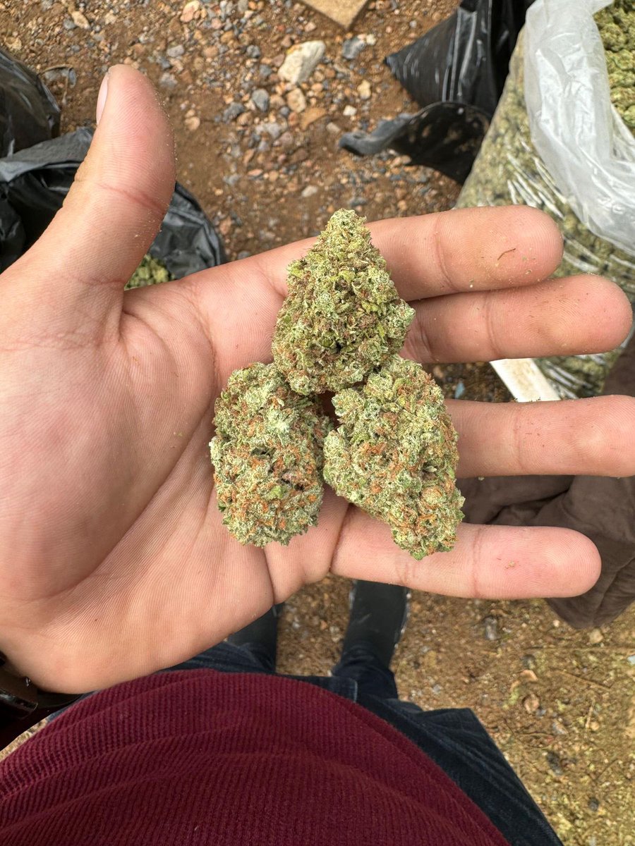 MarysGarden12's tweet image. Mayoreo a la orden, manda msj wa.me/525586098789 y pide que te agreguemos al grupo de WA abierto 

#weedplug #weed