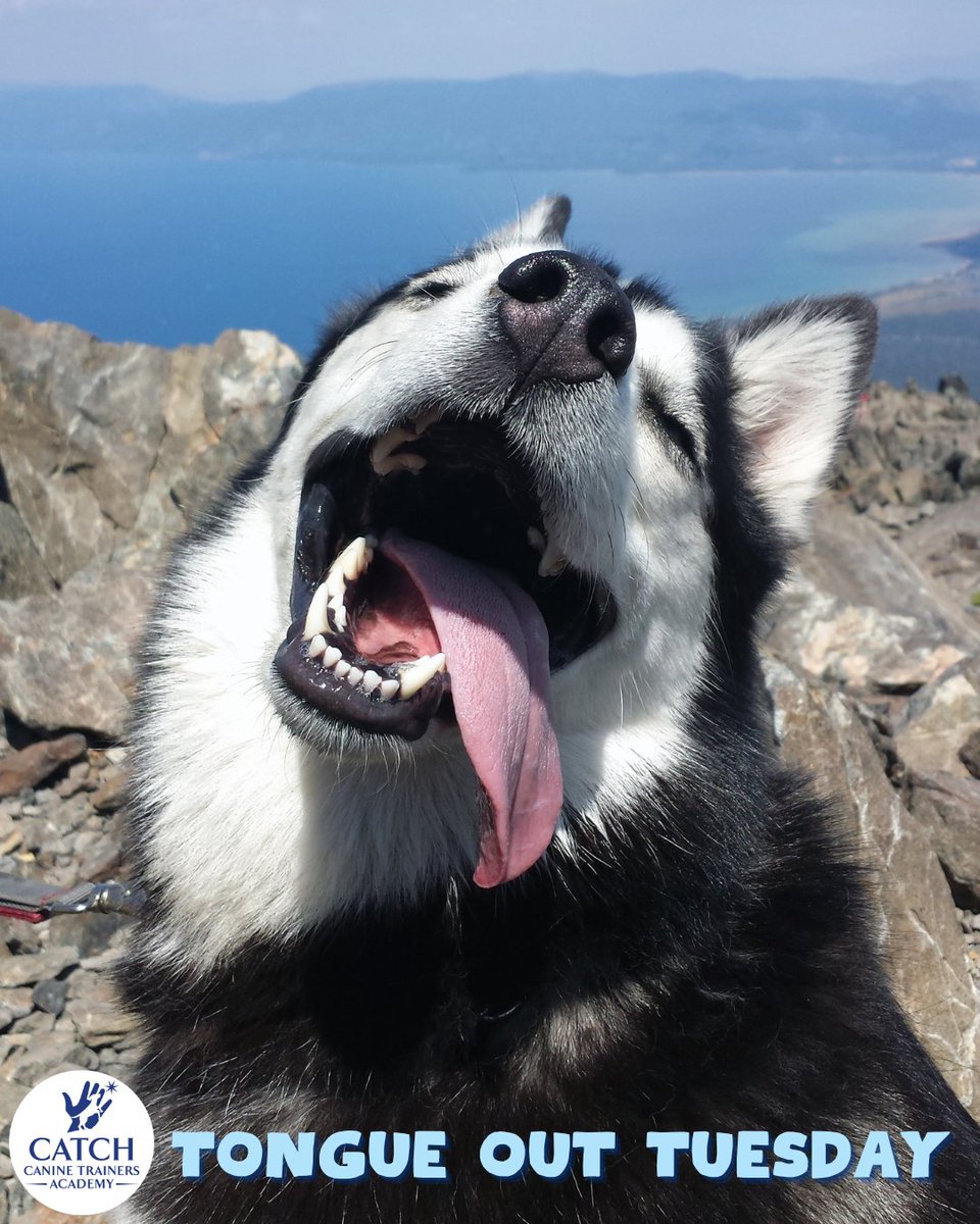 CATCHdogtrainer's tweet image. A tongue with a mind of its own! 👅
......
#CATCHCanineTrainersAcademy #DogTraining #DogTrainer #AnimalEducation #TongueOutTuesday
