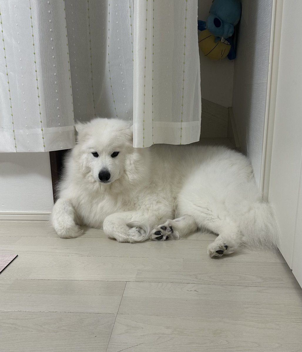 SamoyedYukimaru's tweet photo. 2階に上がらせないように関所を築くゆきまる
#サモエド https://t.co/TX6SMbBgK2