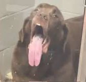 ROBERT IRWIN THE MAN YOU ARE #robertirwin  #dwts #dancingwiththestars