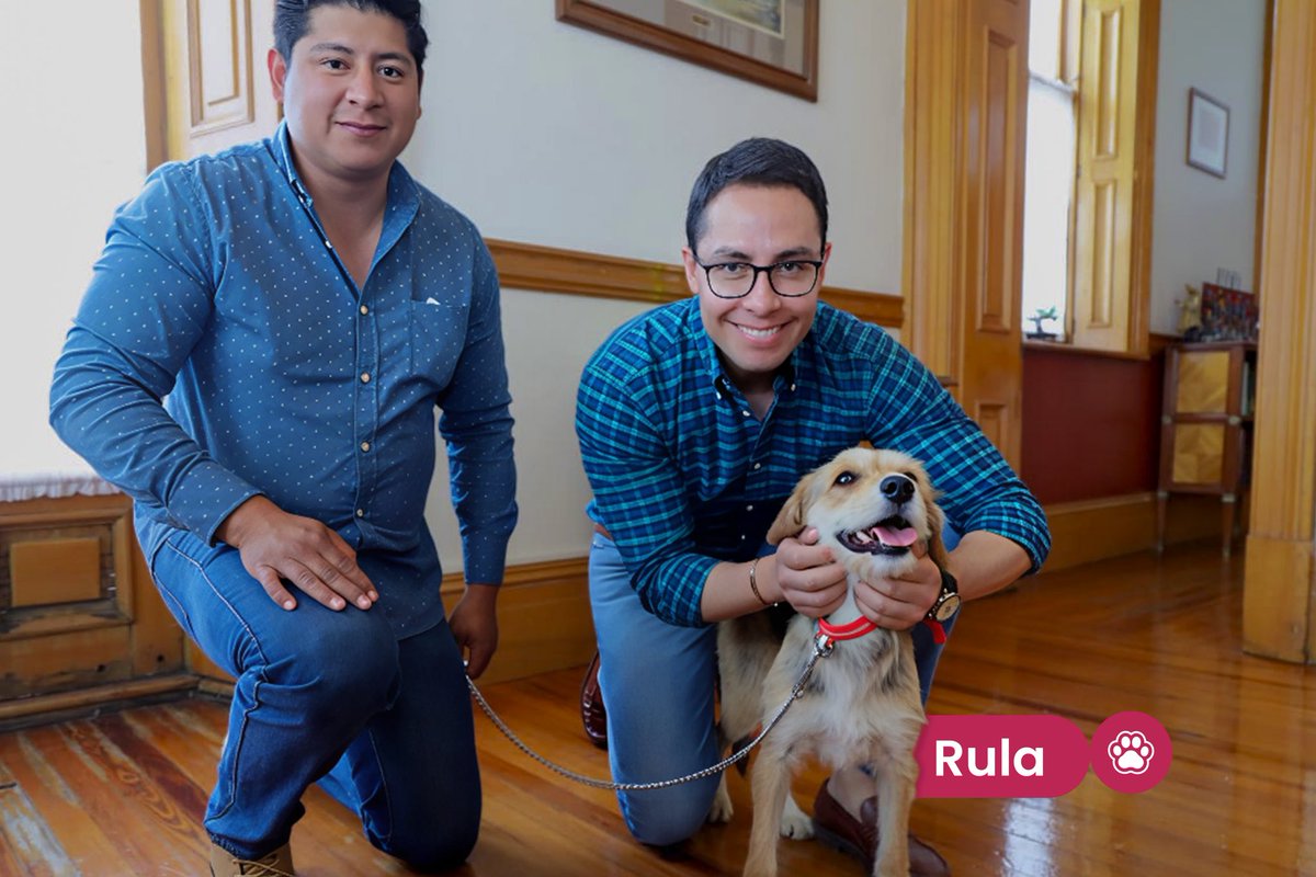 JorgeAlbertoR_'s tweet photo. 🐶¡Les presento a Rula! 

Hace unos días llegó a la presidencia, el equipo del CAIVM la atendió y esterilizó. Este domingo estaremos en #RevoPeatonal apoyando su adopción. Si están interesados en darle un hogar, ahí nos vemos.🐾🏠

#PachucaConHuellitas #CapitalDeLaTransformación https://t.co/XM6MXJIgcp