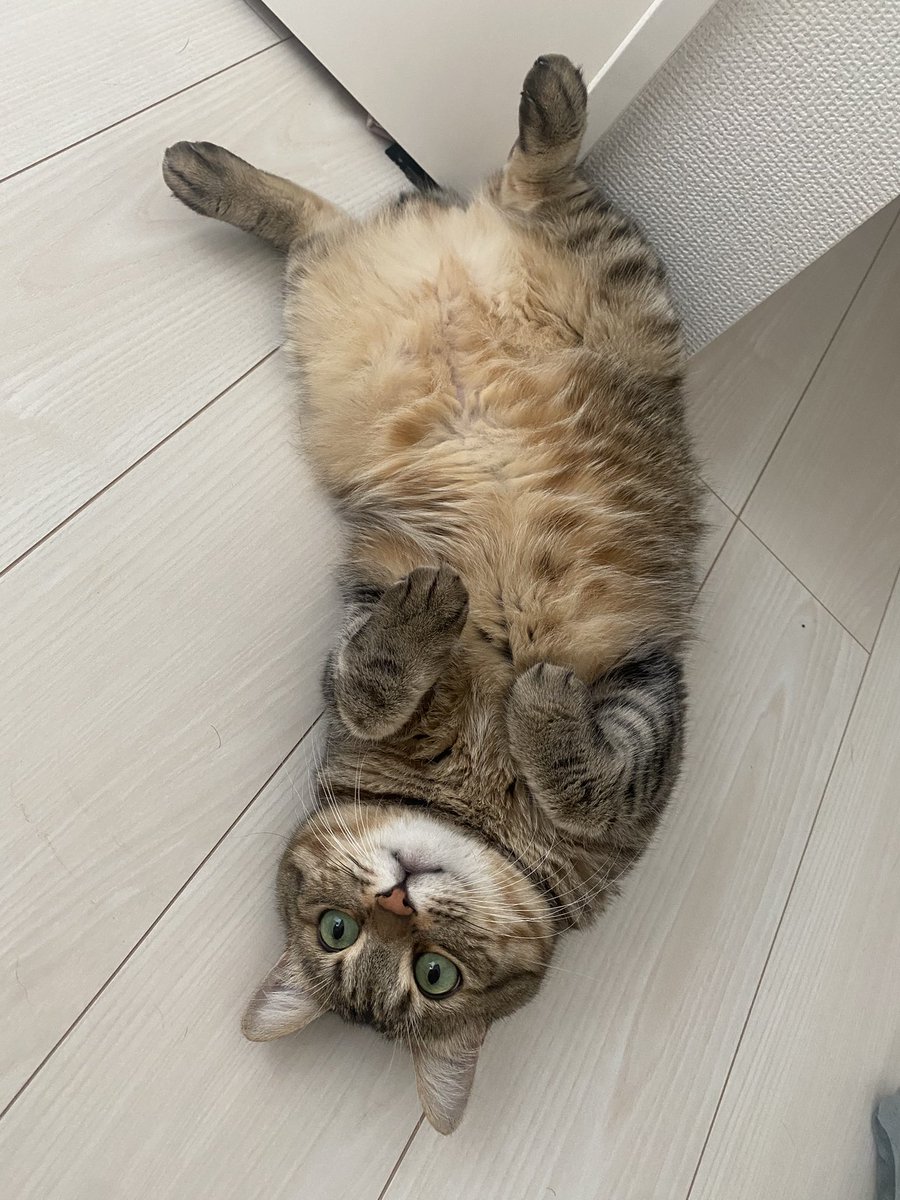 七四六家の拾い猫⭐︎まろっく様 (@Marock_0918) / Posts / X