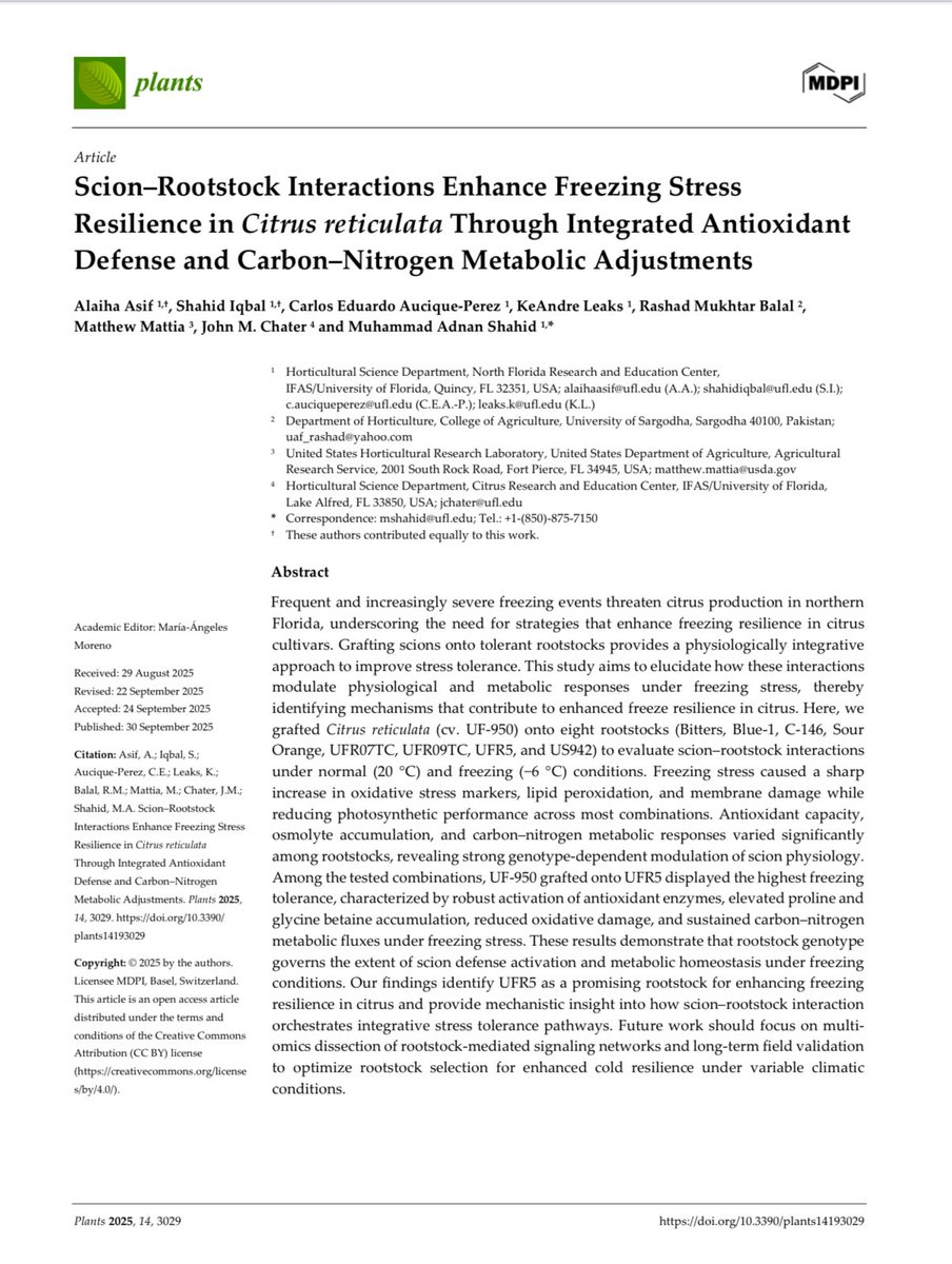 Congratulations to Alaiha Asif, KeAndre Leak, Dr. Shahid Iqbal, and Dr. Carlos Perez on our new publication—advancing understanding of scion–rootstock roles in mandarin cold tolerance. Great work, Fruit Physiology Team!
<a href="/ufifasnfrec/">UF IFAS NFREC</a> <a href="/ufhorticulture/">UF/IFAS Horticultural Sciences</a>