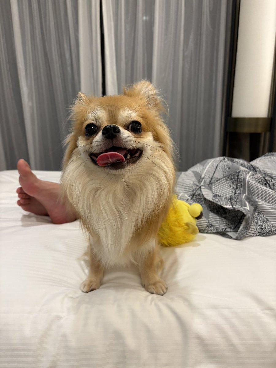 douga_ayaka's tweet photo. うちのわんこも｢散歩｣はもちろん「行く」って言葉も覚えて激しく喜びだすから、会話してる時は「歩く…？」って言って気づかれないようにしてる🤣 https://t.co/xrcu4ar6pc
