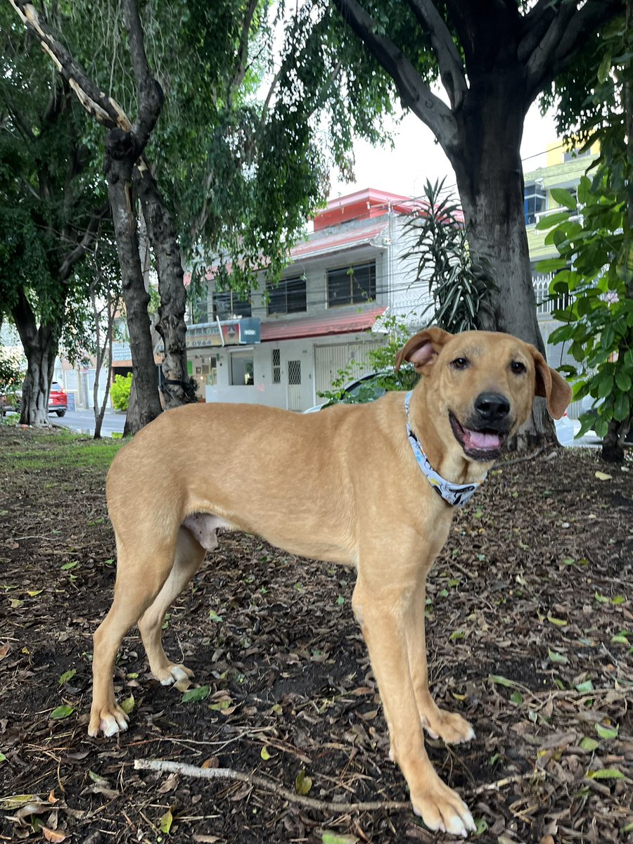 Este perrito lindo tiene un sueño…
Sueña con ser adoptado 🥹
Dale una oportunidad a Coquito.
Estamos en CDMX.
#AdoptaUnPerrito
#BuscandoHogar
#PerritoEnAdopción
#AdopcionesResponsables
#AdopcionesCDMX