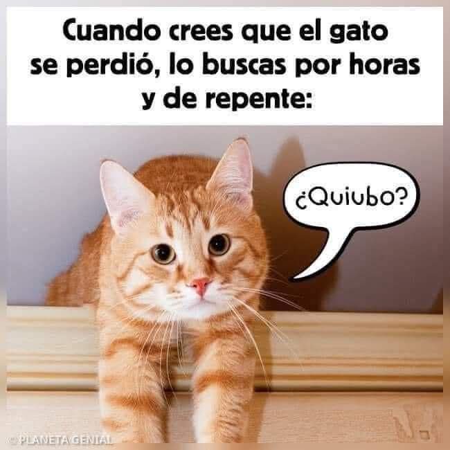 #AdoptaNoCompres 
#CatLovers
#SonCosasDeGatitos